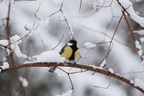 i haven’t logged on in a long time. but anyway - here are some photos of gorgeous birds in the winte