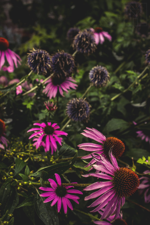 alexmilsommedia: "Pink Parasol" Echinecea Purpurea Explore..