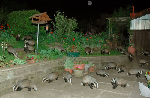 lifeofkj:yungchrist:i want to know how this happened“Badger, badger, badger, badger…”I t