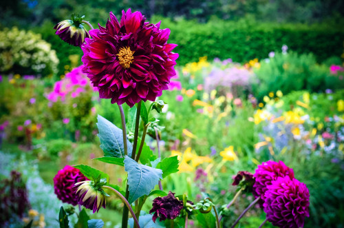 Purple ZinniasSpadina House Museum, Toronto