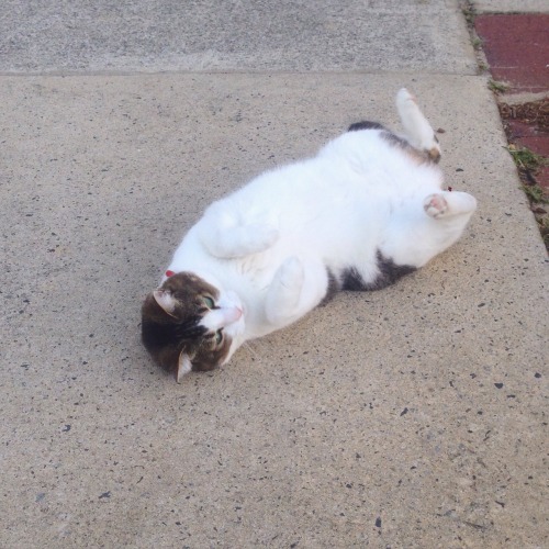 crampsofelysian: cute kitty I saw on the way to work this morning