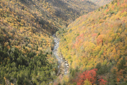 Above is a sampling of the fall colors from this past weekend at Blackwater Canyon. Due to the extre