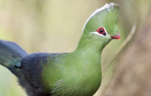 The Knysna Turaco, Also Known As The Knysna Loerie, Is A Large Turaco Species Primarily Found In Southern