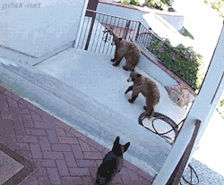 gifak-net:  video: Bears scared away by a 20 pound French Bulldog   lmao me and my opponents.