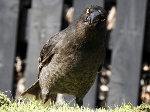 Gray Currawong (Strepera versicolor)© Lissa Ryan