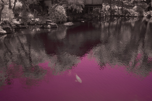 Sorakuen Gardens- Kobe, Japan- March 2016, Full Spectrum Camera + B+W 403 UV pass filter, with orang