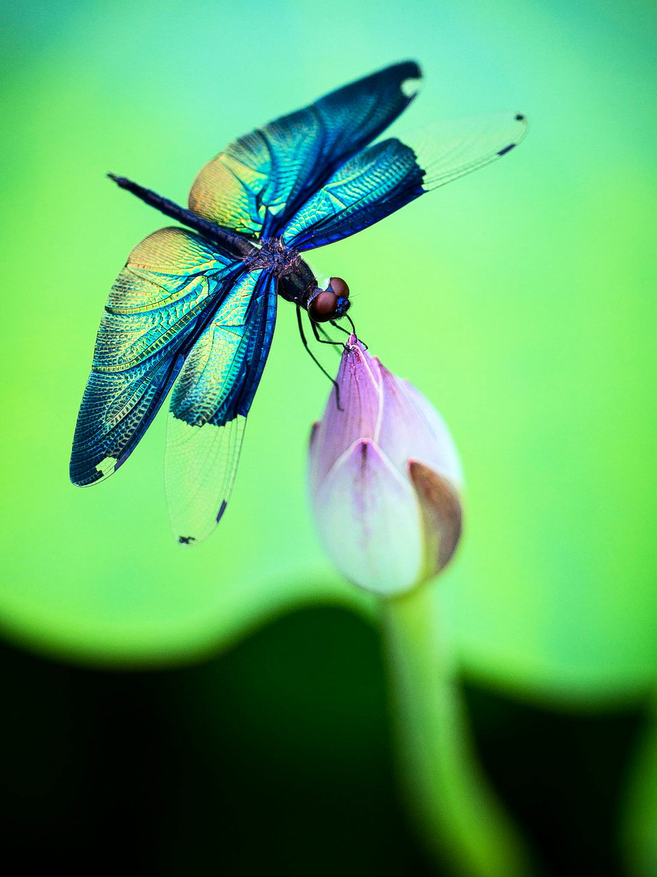 intotheclearing:    by 玮 彭  