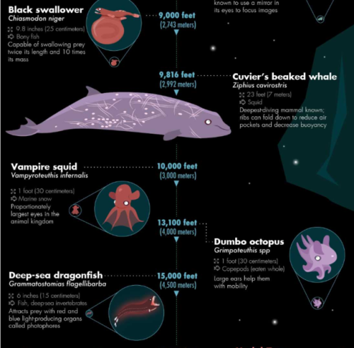 myfrogcroaked:bunjywunjy:spritle22:unexplained-events:32 of the Most Bizarre Deep-Sea Creatures Disc