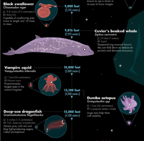 myfrogcroaked: bunjywunjy: spritle22: unexplained-events: 32 of the Most Bizarre Deep-Sea Creatures 