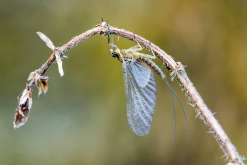 Eintagsfliege (Dun)#eintagsfliege #mayfly #dun #isects #fotografie #photography #naturfotografie_deu