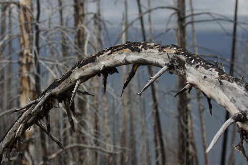 highways-are-liminal-spaces:Scenes from the Greater Yellowstone Ecosystem