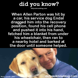cloudstreamer: did-you-kno:  did-you-kno:  When Allen Parton was hit by a car, his service dog Endal dragged him into the recovery position, found his cell phone and pushed it into his hand, fetched him a blanket from under his wheelchair, then ran to