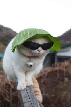 snarkasaurusrex:  I need this cat to give me life advice.   horticature