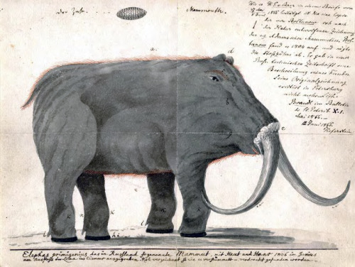 Early 19th Century artist’s rendering of what a mammoth looked like. Discovery of mammoth fossils in