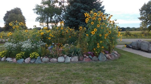 Sunshine, lightning and wildflowers