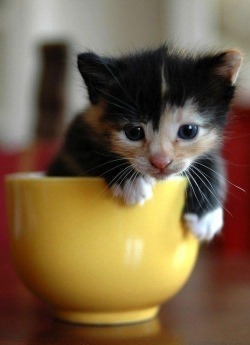 cutethingsincups:  I could…not…have tea
