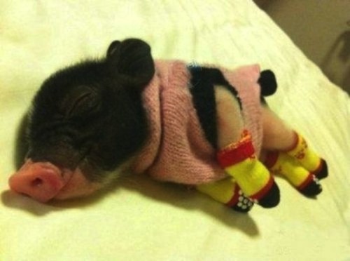 phalange:  sweet merciful hogwarts look at this little fucking piglet all snuggly buggly PLEASE GET INTO MY ARMS 