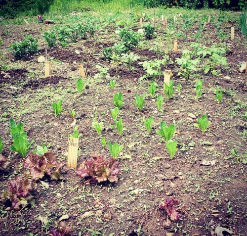 Mary, Mary, quite contrary, how does your garden grow? #zerowastehomestead #gardening #homesteading 