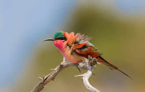 bigbirdpoof:Southern Carmine Bee-eater (Merops nubicoides) © stefano romei