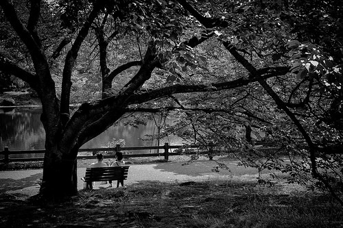 Bench of the shade of a tree #flickstackrFlickr: https://flic.kr/p/GzKyuZ