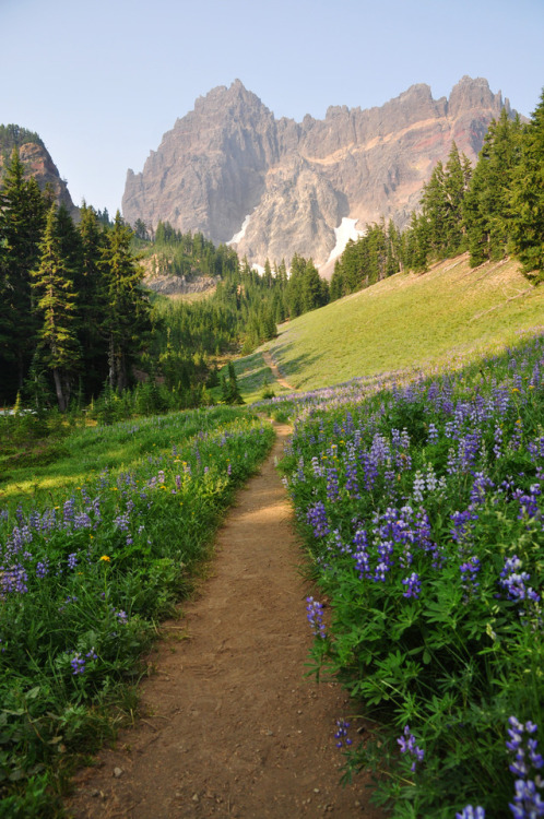 Canyon Creek Meadow and Three Fingered Jack