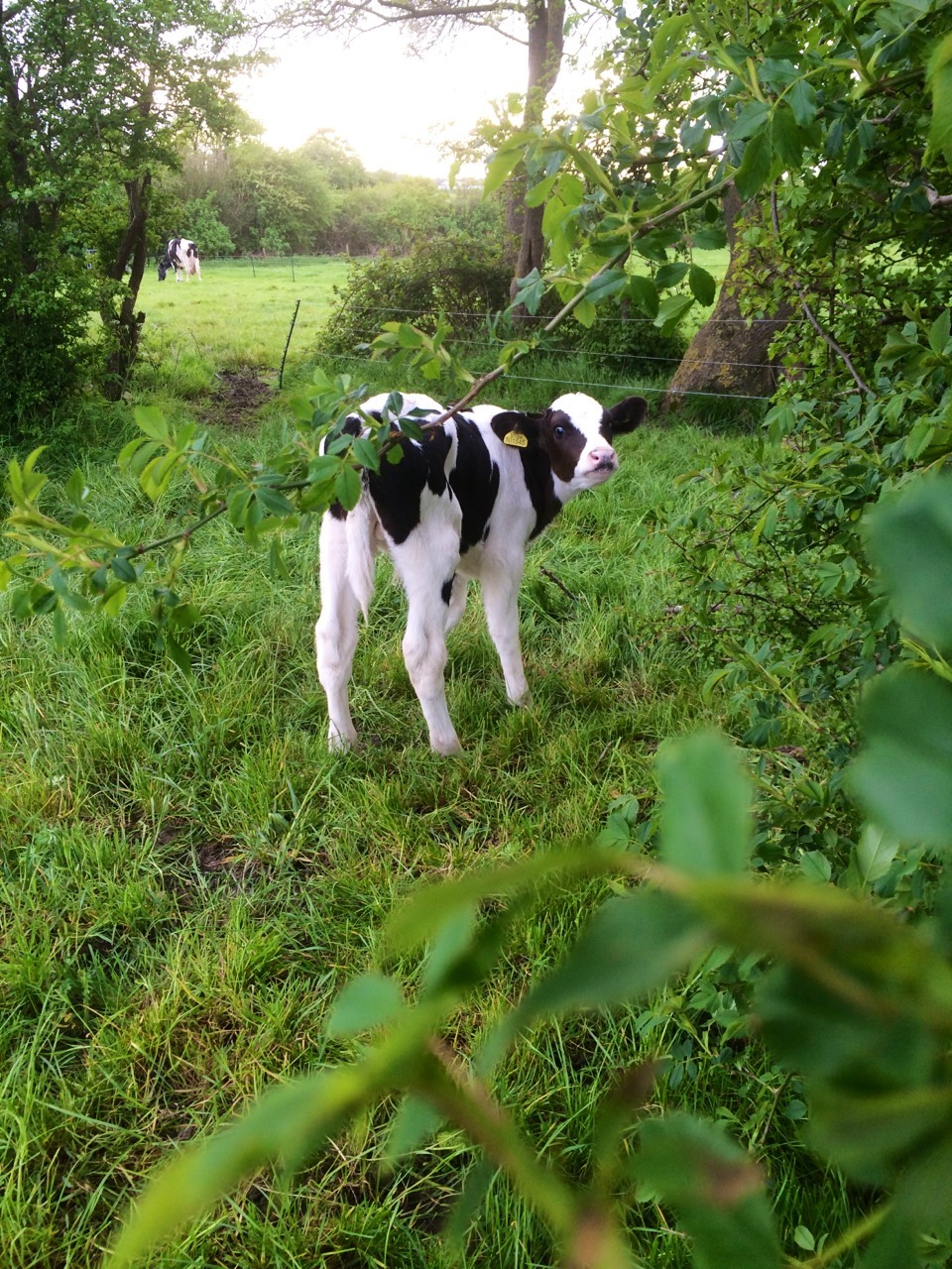 wandering-hippie:  Cutiessss 