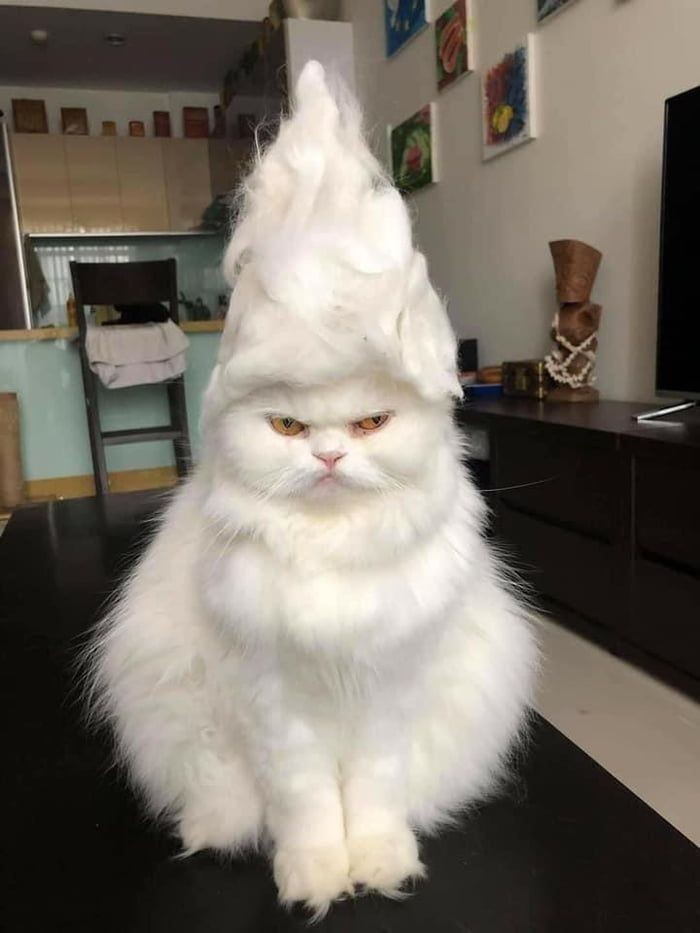 catasters: