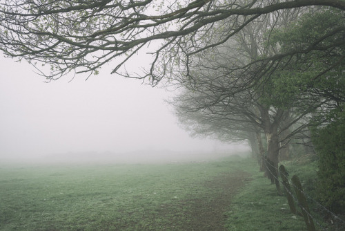 Forest in fog by TouTouke - Nightfox on Flickr.