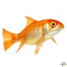 branewurms:  i-am-a-fish: jaehosoek:   i-am-a-fish:   nelliepup2:  i-am-a-fish:   pepprmintyy:  i-am-a-fish:   d-log69:  i-am-a-fish:   tea-withnofixinsplease:   i-am-a-fish:   candleroots:  i-am-a-fish:  it’s dark  lemme help you with that @i-am-a-fish