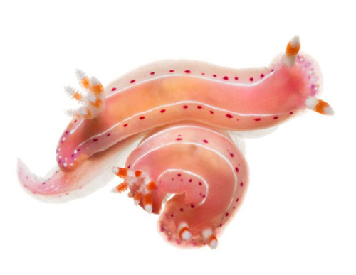 boudhabar:Nudibranch