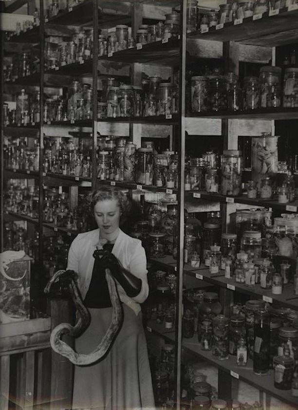 les-sources-du-nil:  Museum Assistant with Python in the (Old) Spirit House. Australia,