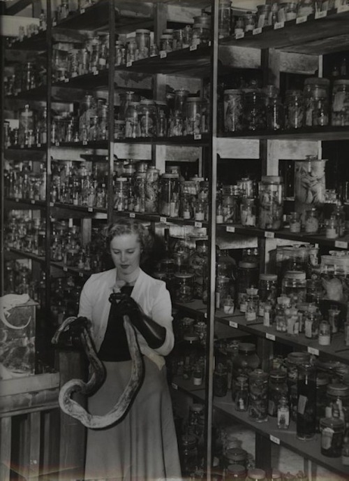 les-sources-du-nil:  Museum Assistant with Python in the (Old) Spirit House. Australia, Date and Photographer Unknown
