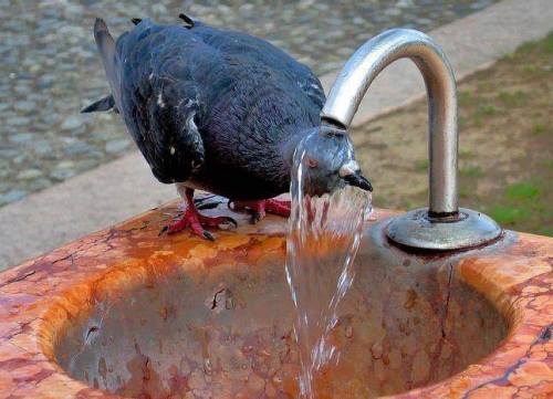 disgustinganimals - pigeonaday - Pigeon 215Cleanse yourself of...