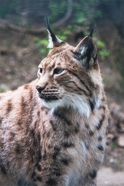 thelavishsociety:  Lynx by Fabian Irsara |