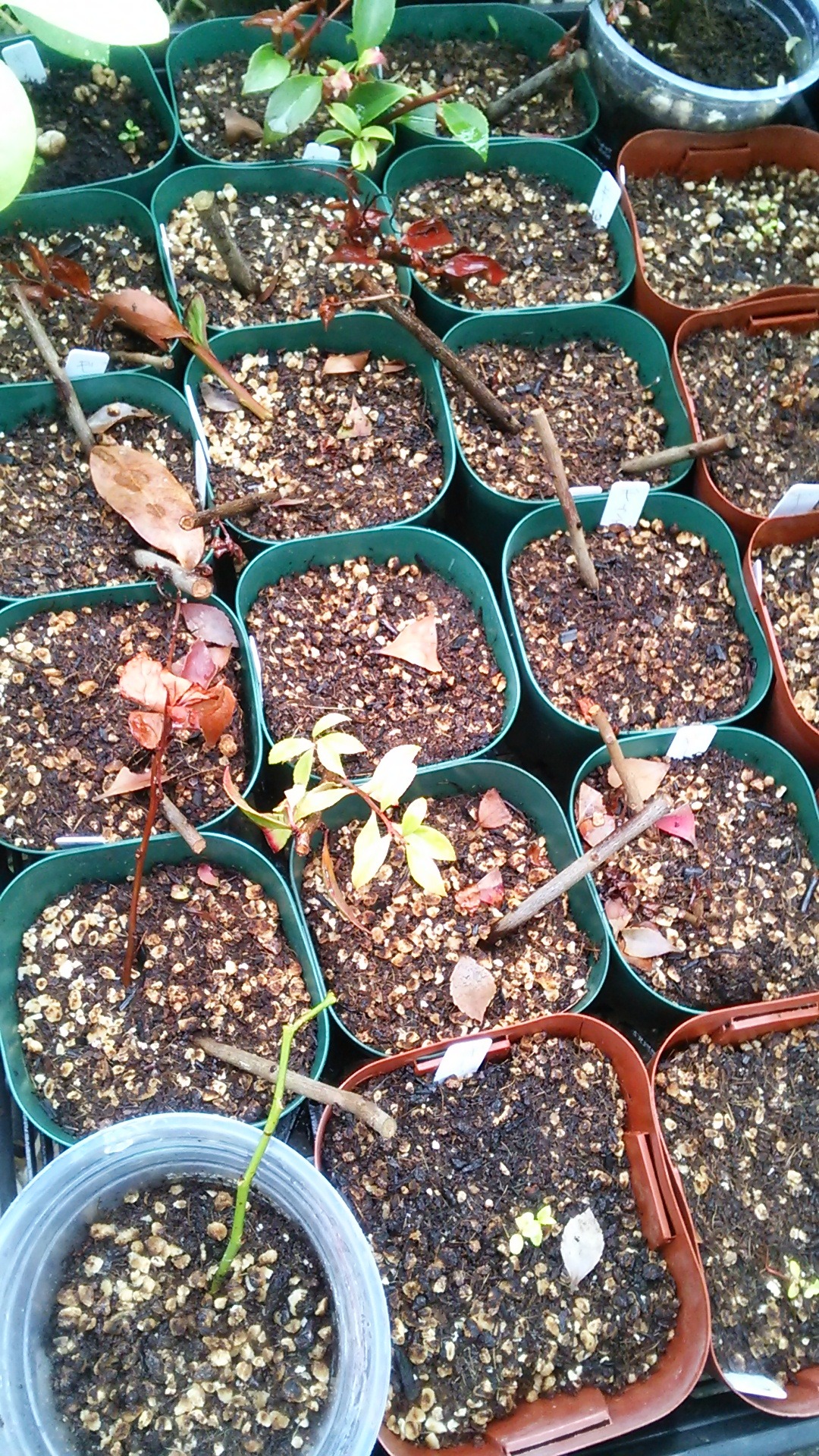 亜熱帯動植物園 ギーマ ギイマ Vaccinium Wrightii 挿し木 播種から半年位 亜熱帯動植物園 ギーマ ギイマ Vaccinium Wrightii 挿し木 播種から半年位
