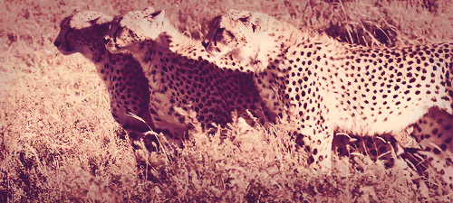 ccaracal:[against all odds]