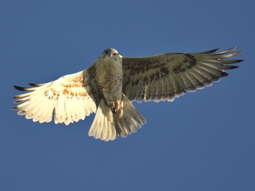 Ferruginous Hawk (Buteo regalis)© Samuel Rawlins