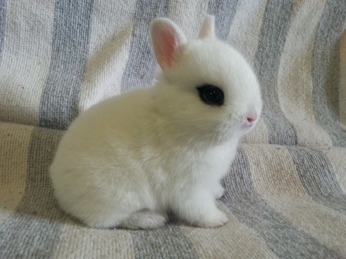 dwarf hotot