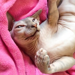 hairless-hugo:  “Just relax, try not to
