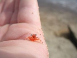 Mastix:  Tiny Animals 
