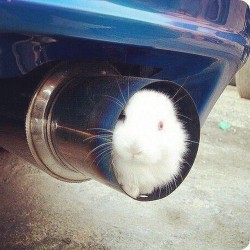 automotive-lust:  missjdmx:  Is that a #rocketbunny? 😱😂   Someone ^ has jokes…lool