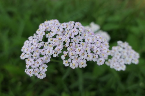 Achillea millefolium — common yarrow