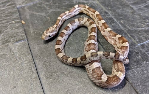 corn snakes