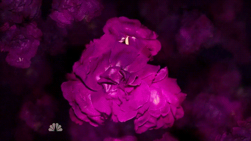 munchmeincookeh:  Flowers - Hannibal S2xE6 &amp; S2xE7 