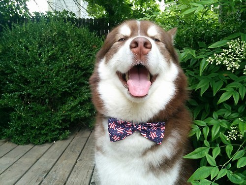 XXX thecutestofthecute:  Even though Hotdiggitydogblog photo