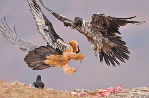 ainawgsd:Bearded VultureBearded vultures have reddish yellow or white plumage on the head and breast