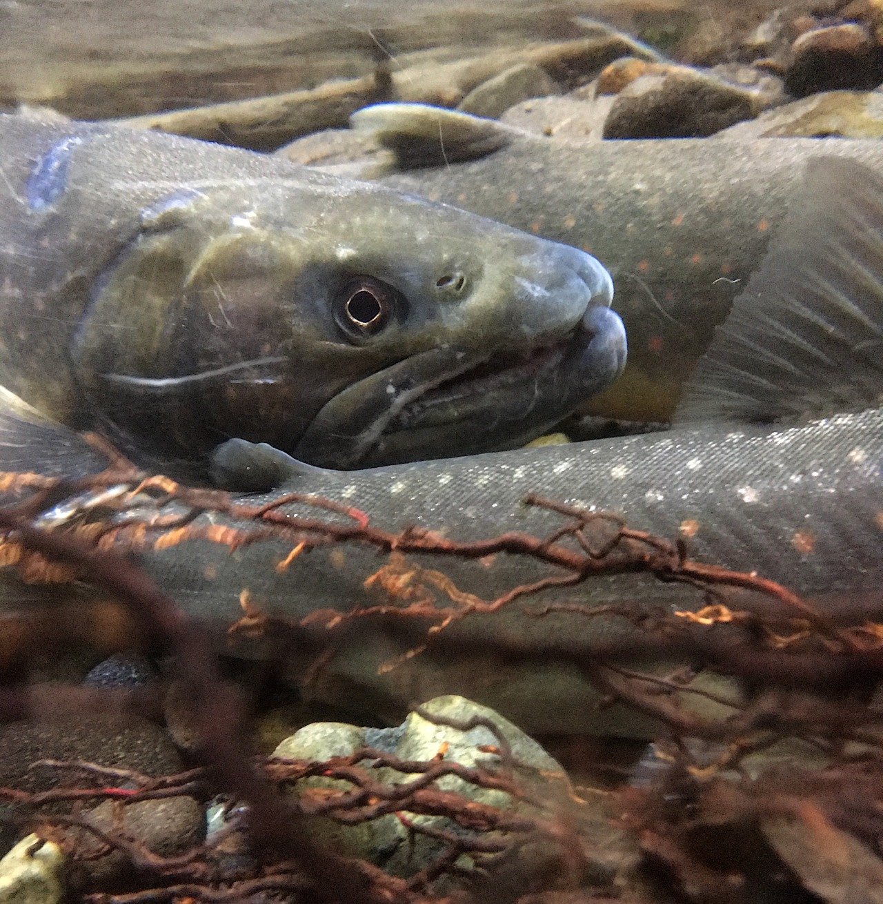 mountrainiernps:ALTNPS Photo of spawning bull trout (above). Mount Rainier National