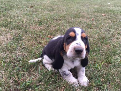 basset hounds are adorable