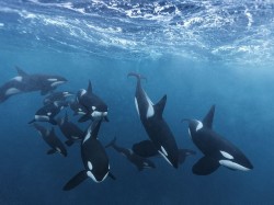 theincredibleorca:  socksonanoctopus:  National Geographic’s Photo Of The Day: Killer Tails http://bit.ly/1LciAx5  Magical! Looks more like a painting, really.