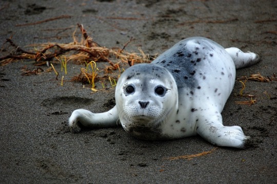 baby spotted seal